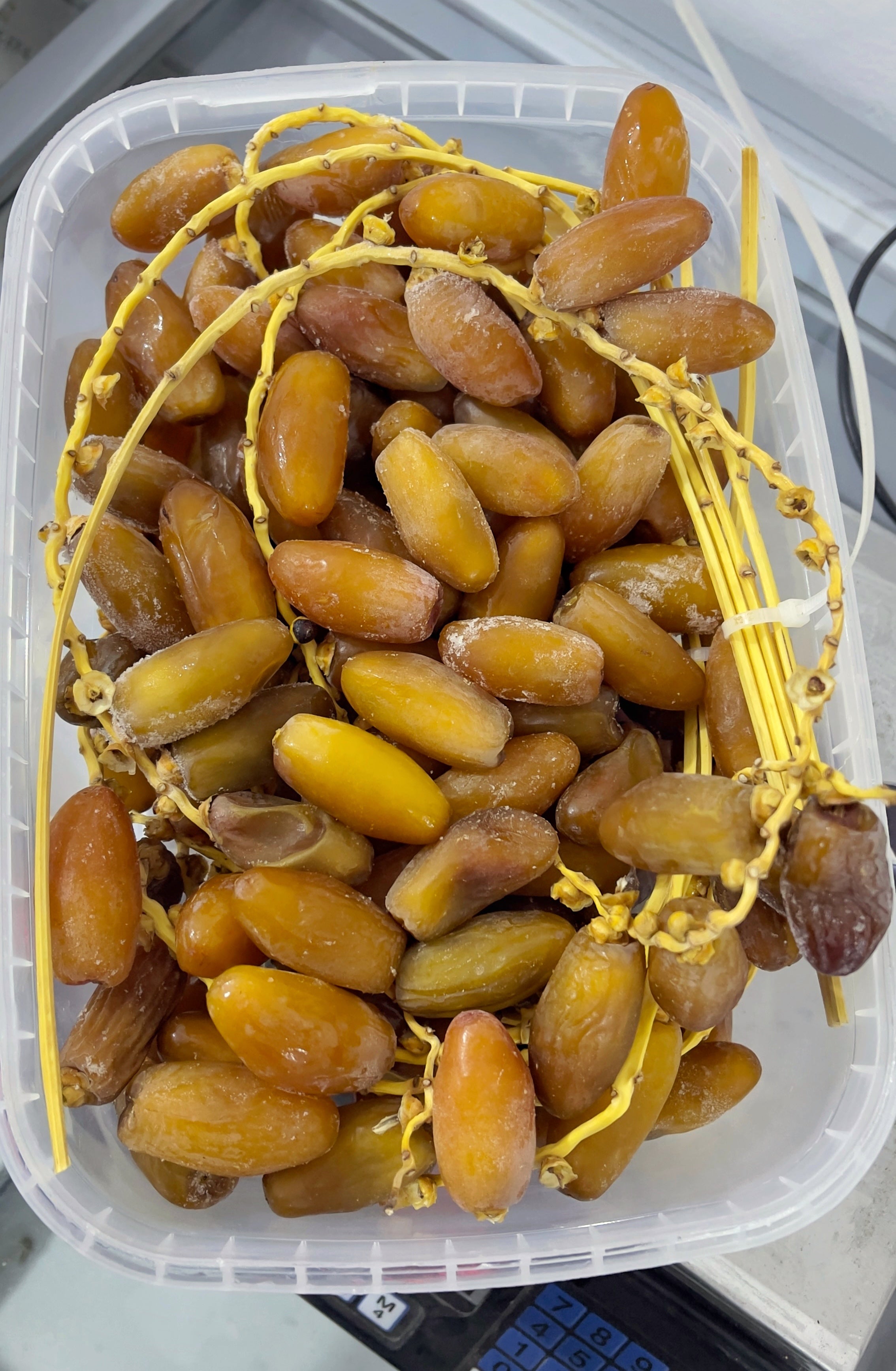 رطب دقلة نور بالعرجون ٢ كيلو